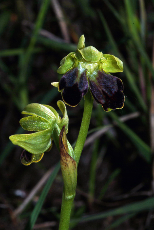 Ophrys fusca 18-05-10